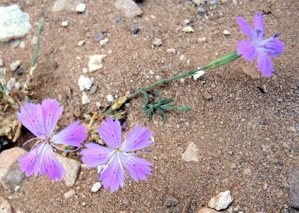 Dianthus strictus - hvozdík