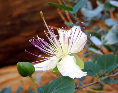 Capparis spinosa - Kapara trnitá