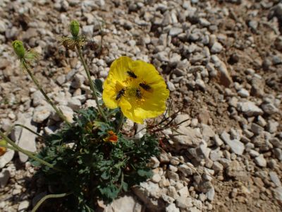Papaver alpinum - Mák alpínský