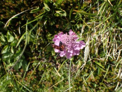 SCABIOSA LUCIDA – Hlaváč lesklý