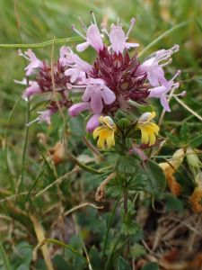 THYMUS ALPESTRIS - Mateřídouška alpinská