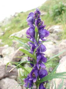 ACONITUM NAPELLUS - Oměj