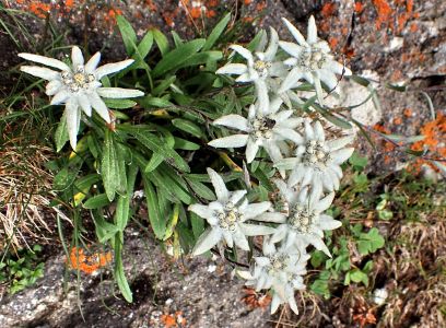 Leontopodium alpinum - Protěž alpská