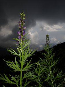 Aconitum napellus - Oměj horský