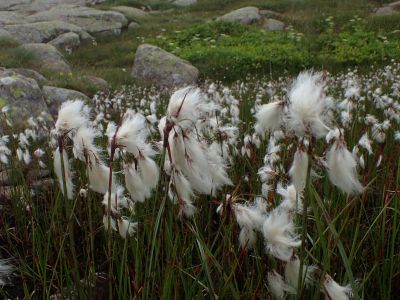 ERIOPHPRUM ANGUSTIFOLIUM - Suchopýr úzkolistý