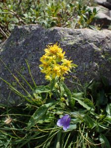 SOLIDAGO VIRGAUREA - Zlatobýl obecný