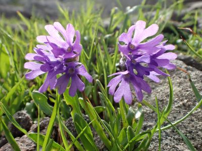 PRIMULA GLUTINOSA - Prvosenka žláznatá
