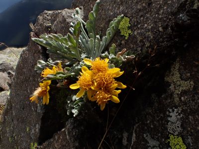 JACOBAEA INCANA - Starček šedý