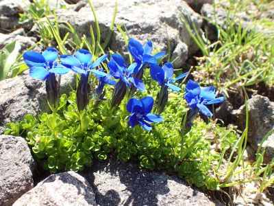 GENTIANA - Hořec