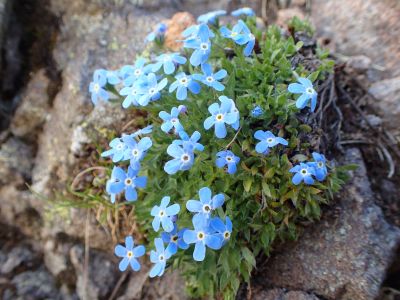 MYOSOTIS - Pomněnka