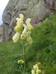 ACONITUM - Oměj