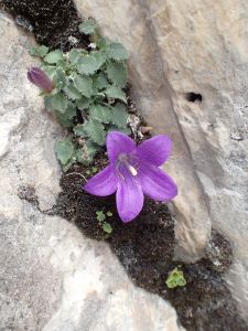 CAMPANULA - Zvonek