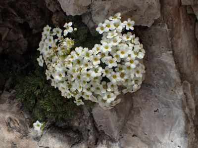 SAXIFRAGA - lomikámen