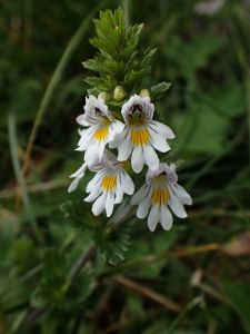 EUPHRASIA - Světlík