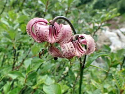 LILIUM MARTAGON - Lilie zalatohlavá
