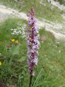 GYMNADENIA CONOPSEA - Pětiprstka žežulník