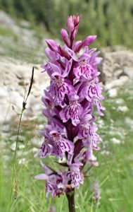 DACTYLORHIZA FUCHSII - Prstnatec Fuchsův
