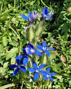 GENTIANA - Hořec