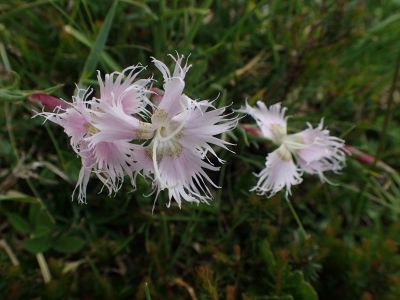 DIANTHUS - Hvozdík