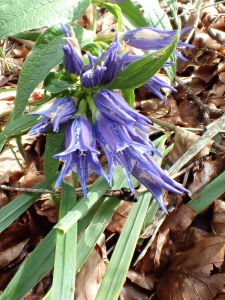 GENTIANA ASCLEPIADEA - Hořec tolitovitý
