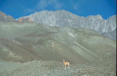 Guanaco