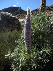 Lupinus weberbaueri
