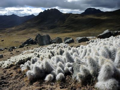 AUSTROCYLINDROPUNTIA FLOCCOSA - roste ve výškách nad 4000 m