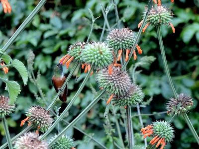 Strdimil na lvím ocase (Leonotis leonurus)