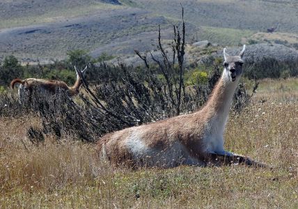 Lama Guanaco