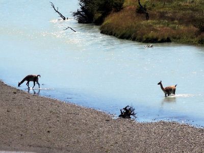 Lamy Guanaco brodí řeku